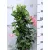 Tölcsérjázmin Dipladenia Mandevilla Fushion Tricolor Bloom Selection