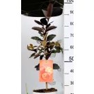 Trópusi gyümölcsfa válogatás_GRAFTED Tropica fruit tree P7_Guayaba cattley, Lili Pili, Hyloecerus undatus, Hyloecerus hybridum JC02