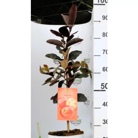 Trópusi gyümölcsfa válogatás_GRAFTED Tropica fruit tree P7_Guayaba cattley, Lili Pili, Hyloecerus undatus, Hyloecerus hybridum JC02