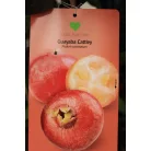 Trópusi gyümölcsfa válogatás_GRAFTED Tropica fruit tree P7_Guayaba cattley, Lili Pili, Hyloecerus undatus, Hyloecerus hybridum JC02