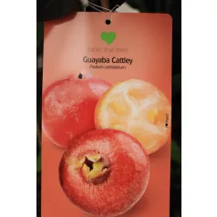   Trópusi gyümölcsfa válogatás_GRAFTED Tropica fruit tree P7_Guayaba cattley, Lili Pili, Hyloecerus undatus, Hyloecerus hybridum JC02