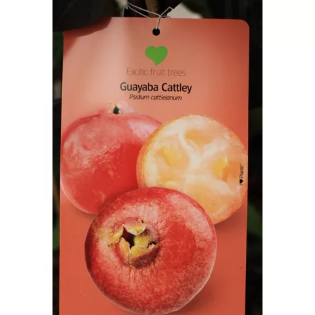 Trópusi gyümölcsfa válogatás_GRAFTED Tropica fruit tree P7_Guayaba cattley, Lili Pili, Hyloecerus undatus, Hyloecerus hybridum JC02
