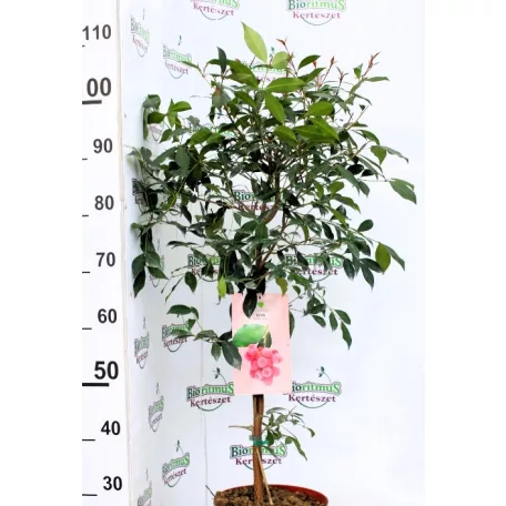 Trópusi gyümölcsfa válogatás_GRAFTED Tropica fruit tree P7_Guayaba cattley, Lili Pili, Hyloecerus undatus, Hyloecerus hybridum JC02