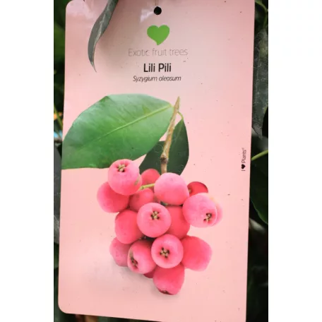Trópusi gyümölcsfa válogatás_GRAFTED Tropica fruit tree P7_Guayaba cattley, Lili Pili, Hyloecerus undatus, Hyloecerus hybridum JC02