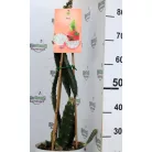 Trópusi gyümölcsfa válogatás_GRAFTED Tropica fruit tree P7_Guayaba cattley, Lili Pili, Hyloecerus undatus, Hyloecerus hybridum JC02