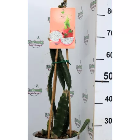 Trópusi gyümölcsfa válogatás_GRAFTED Tropica fruit tree P7_Guayaba cattley, Lili Pili, Hyloecerus undatus, Hyloecerus hybridum JC02