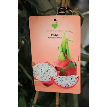 Trópusi gyümölcsfa válogatás_GRAFTED Tropica fruit tree P7_Guayaba cattley, Lili Pili, Hyloecerus undatus, Hyloecerus hybridum JC02