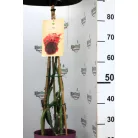 Trópusi gyümölcsfa válogatás_GRAFTED Tropica fruit tree P7_Guayaba cattley, Lili Pili, Hyloecerus undatus, Hyloecerus hybridum JC02