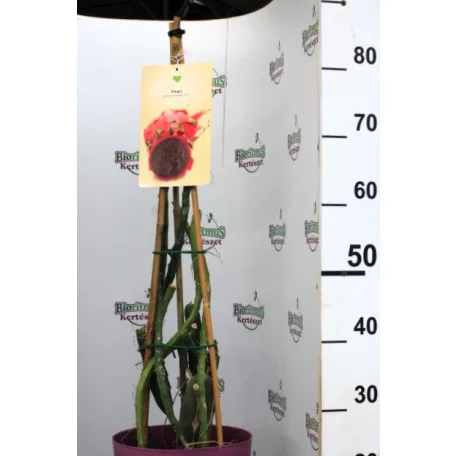 Trópusi gyümölcsfa válogatás_GRAFTED Tropica fruit tree P7_Guayaba cattley, Lili Pili, Hyloecerus undatus, Hyloecerus hybridum JC02