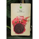 Trópusi gyümölcsfa válogatás_GRAFTED Tropica fruit tree P7_Guayaba cattley, Lili Pili, Hyloecerus undatus, Hyloecerus hybridum JC02