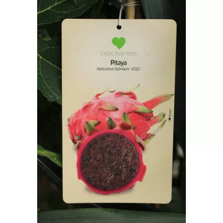 Trópusi gyümölcsfa válogatás_GRAFTED Tropica fruit tree P7_Guayaba cattley, Lili Pili, Hyloecerus undatus, Hyloecerus hybridum JC02