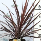 Bunkóliliom (Déli bunkóliliom vagy Ausztrál liliom) Bordó levelű Déli bunkóliliom Cordyline australis Red Star P20