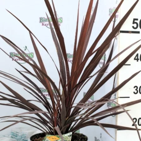 Bunkóliliom (Déli bunkóliliom vagy Ausztrál liliom) Bordó levelű Déli bunkóliliom Cordyline australis Red Star P20