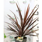 Bunkóliliom (Déli bunkóliliom vagy Ausztrál liliom) Bordó levelű Déli bunkóliliom Cordyline australis Red Star P20