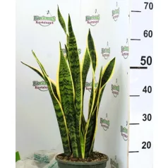   Anyósnyelv / Sárga szegélyű anyósnyelv Sansevieria trifasciata Laurentii P20