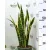 Anyósnyelv / Sárga szegélyű anyósnyelv Sansevieria trifasciata Laurentii P20