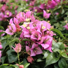 Murvafürt Bougainvillea Alexandra P23