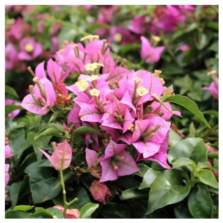 Murvafürt Bougainvillea Alexandra P23