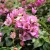 Murvafürt Bougainvillea Alexandra P23