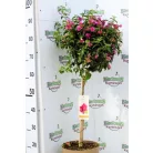 Murvafürt Bougainvillea Alexandra P23