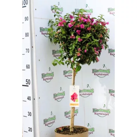 Murvafürt Bougainvillea Alexandra P23