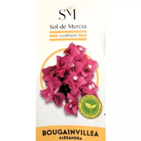 Murvafürt Bougainvillea Alexandra P23