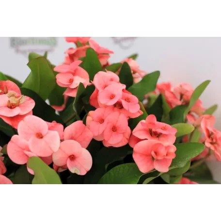 Pompás kutyatej / Koronatövis Euphorbia milii Tiara P7