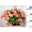 Pompás kutyatej / Koronatövis Euphorbia milii Tiara P7