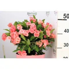 Pompás kutyatej / Koronatövis Euphorbia milii Tiara P7