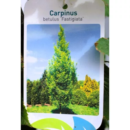 Oszlopos gyertyán Carpinus betulus Fastigiata K15/18 150/200 Bf