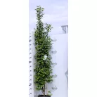 Oszlopos gyertyán Carpinus betulus Fastigiata K15/18 150/200 Bf