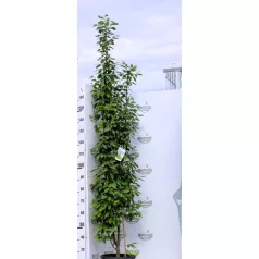   Oszlopos gyertyán Carpinus betulus Fastigiata K15/18 150/200 Bf