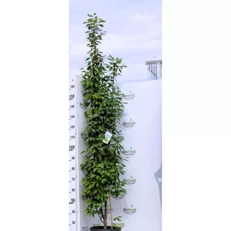 Oszlopos gyertyán Carpinus betulus Fastigiata K15/18 150/200 Bf