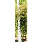 Csüngő barkafűz Salix caprea Pendula Kilmarnock K7,5 T120