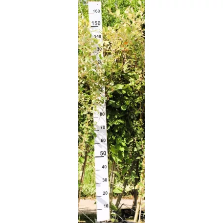 Csüngő barkafűz Salix caprea Pendula Kilmarnock K7,5 T120