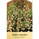 Csüngő barkafűz Salix caprea Pendula Kilmarnock K5 T150 extra