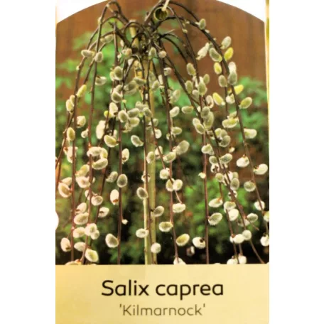 Csüngő barkafűz Salix caprea Pendula Kilmarnock K5 T150 extra