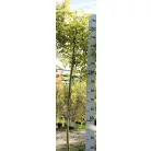 Csüngő barkafűz Salix caprea Pendula Kilmarnock K5 T150 extra