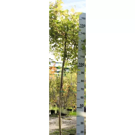 Csüngő barkafűz Salix caprea Pendula Kilmarnock K5 T150 extra