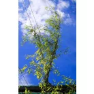Spirálfűz Salix matsudana Tortuosa K7,5 200/250