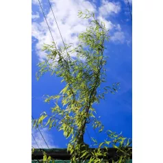 Spirálfűz Salix matsudana Tortuosa K7,5 200/250