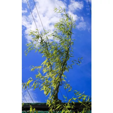 Spirálfűz Salix matsudana Tortuosa K7,5 200/250