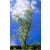 Spirálfűz Salix matsudana Tortuosa K7,5 200/250