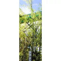 Spirálfűz Salix matsudana Tortuosa K7,5 200/250