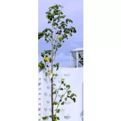   Ezüst hárs Tilia argentea / Tilia tomentosa Szeleste K15/25 8/10