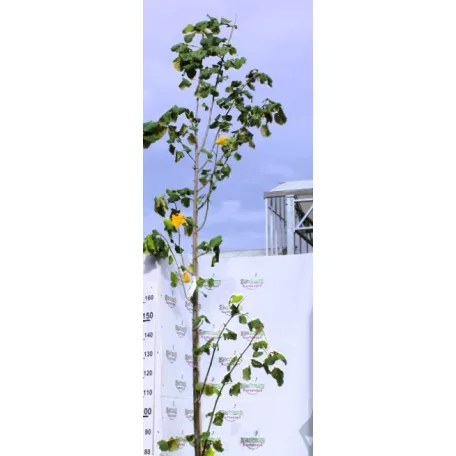 Ezüst hárs Tilia argentea / Tilia tomentosa Szeleste K15/25 8/10