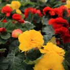 Gumós begónia mix Begonia Tuberosa Mix P10,5