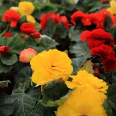 Gumós begónia mix Begonia Tuberosa Mix P10,5