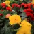 Gumós begónia mix Begonia Tuberosa Mix P10,5