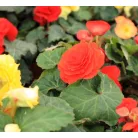 Gumós begónia mix Begonia Tuberosa Mix P10,5